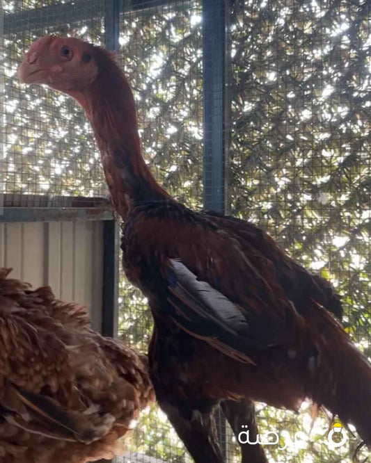 فرخ فاخرر جدا وكوالتي عالي