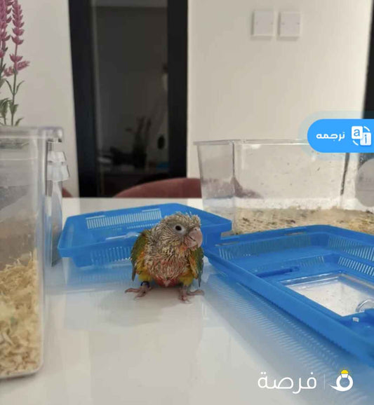 فروخ روز/ لوف بيرد احجام طيبه للبيع