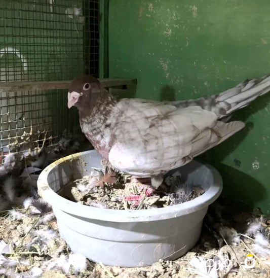 مطلوب حالا وبسعر مناسب