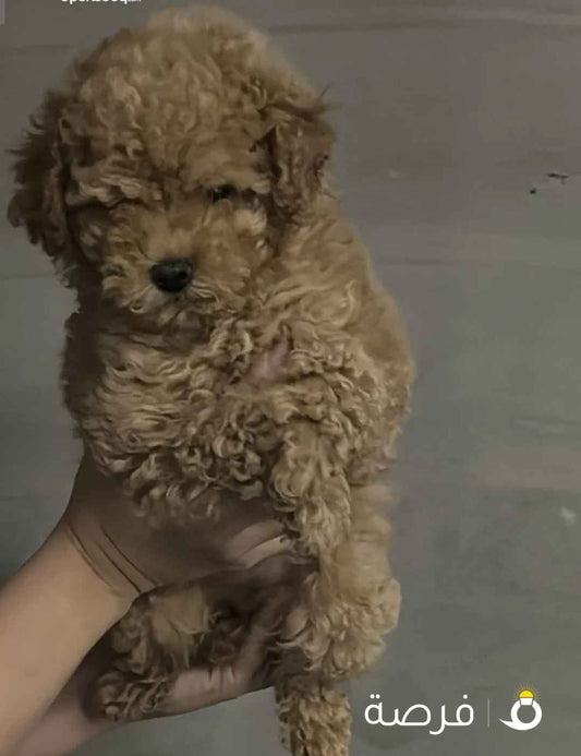 كلب توي بودل انثى بيور