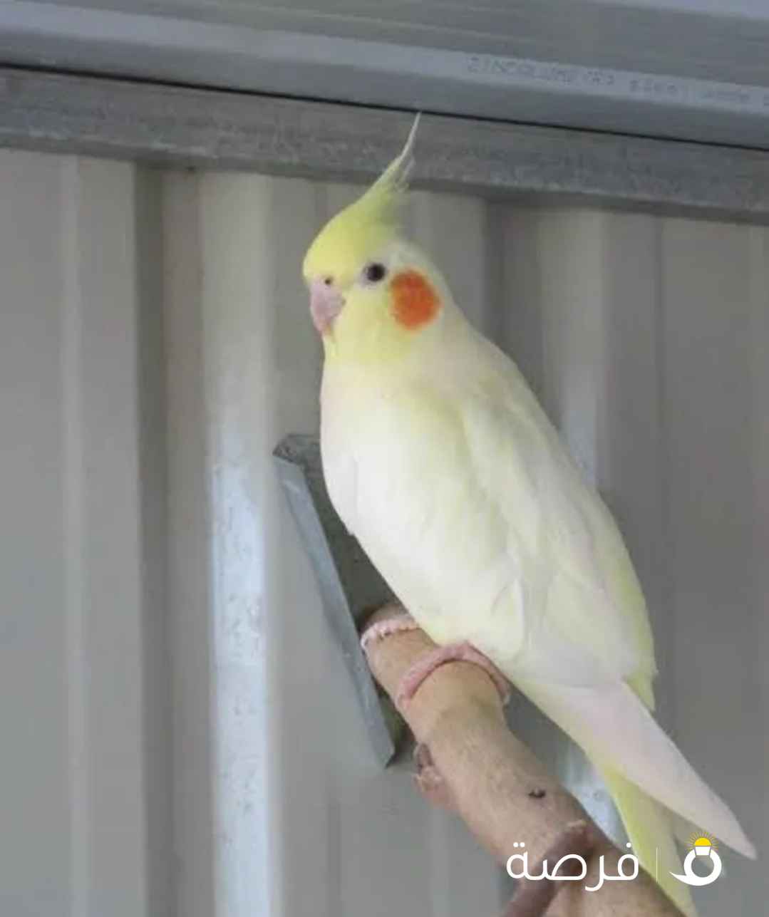 2 Cockatiels