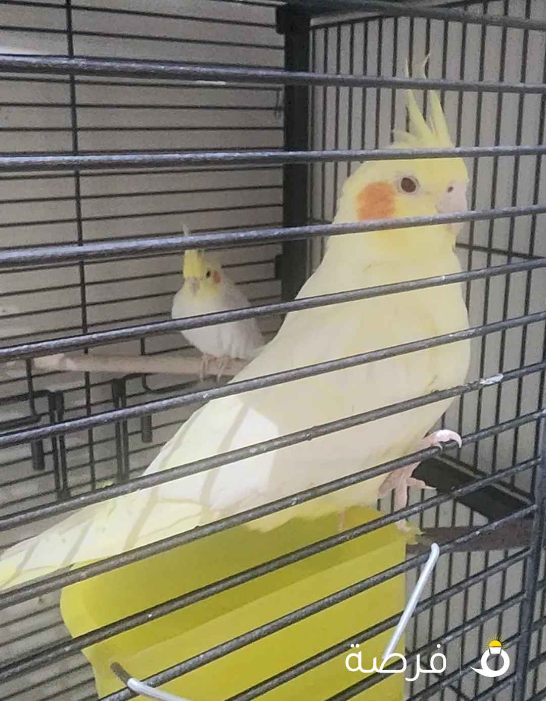 2 Cockatiels