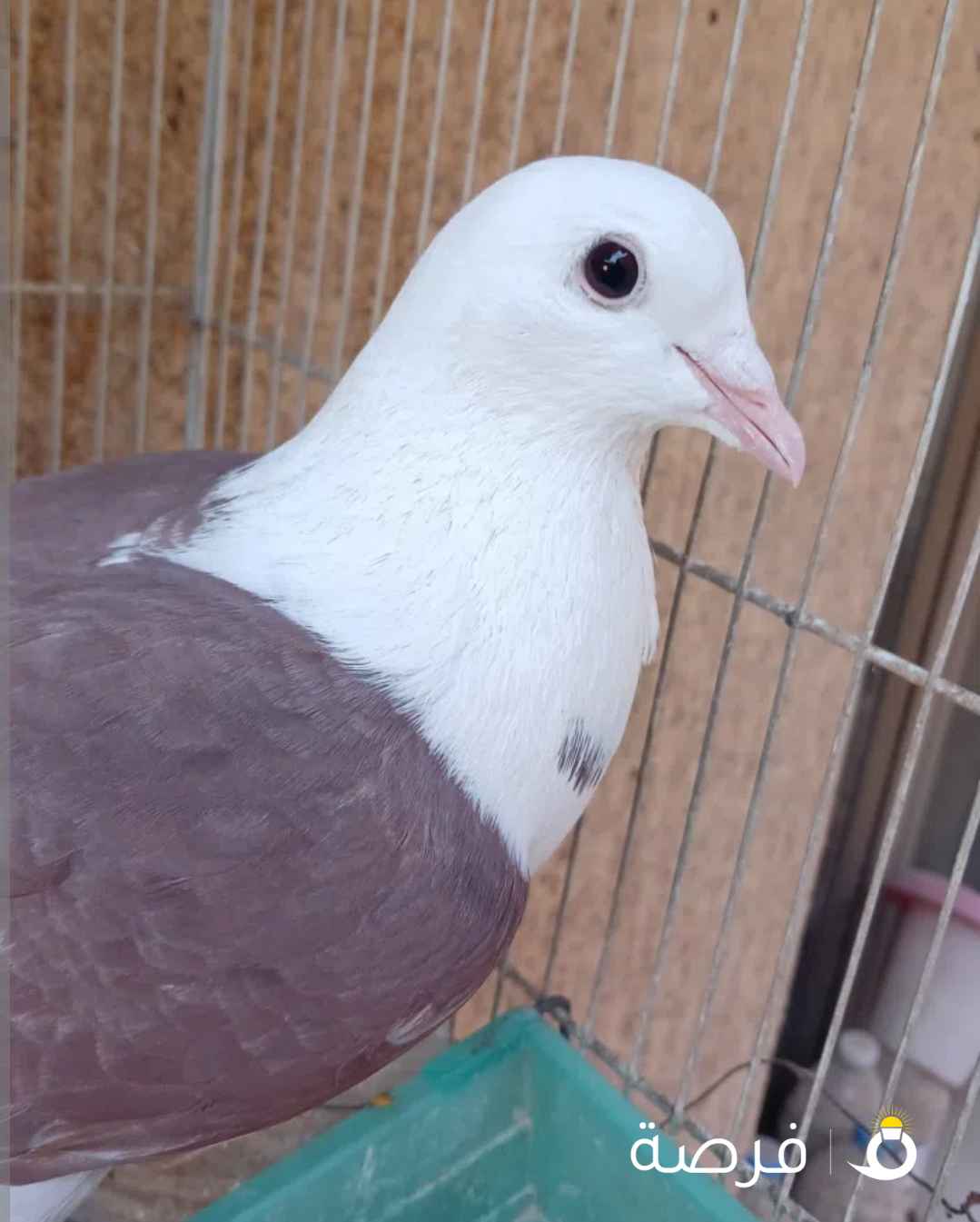 11⁩⁩ حبة حمام فيهم زوج زاجل منتج جرانتي